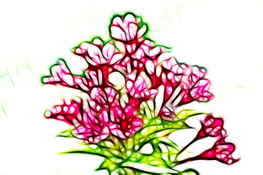 滿堂紅花卉
