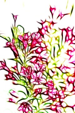 滿堂紅花卉