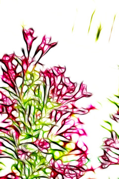 滿堂紅花卉