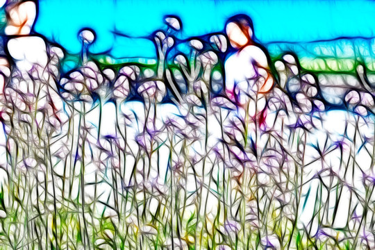 夢(mèng)幻薰衣草