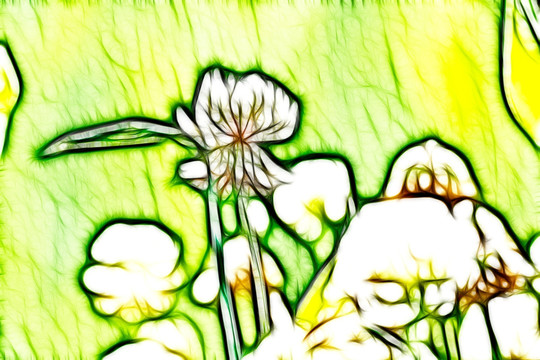 三葉草花叢