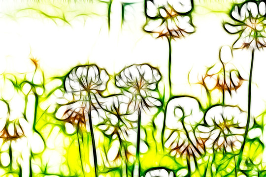 三葉草花叢