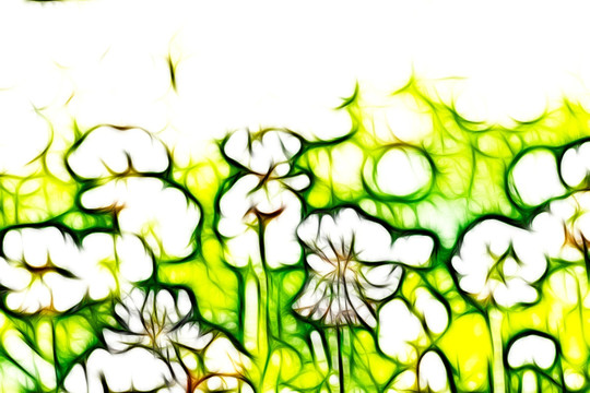 三葉草花叢