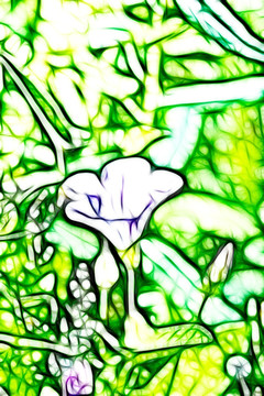 小牽牛花