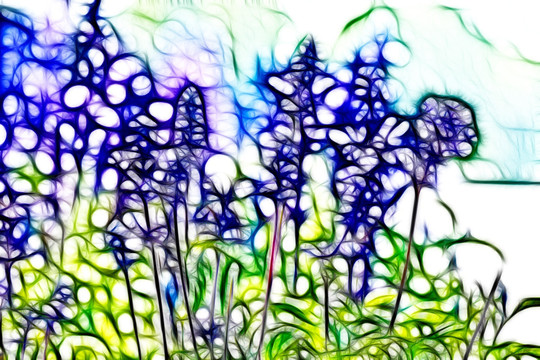 薰衣草花叢