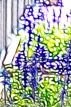 薰衣草花叢