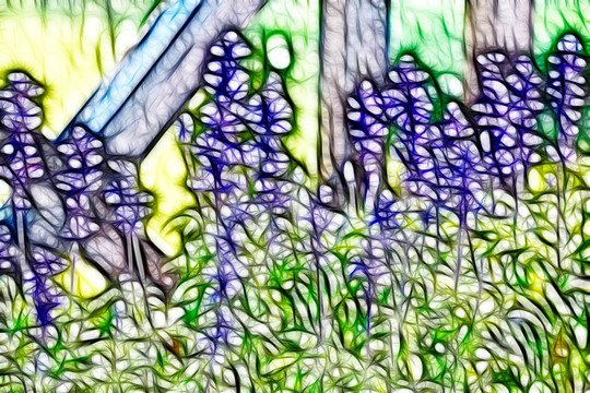薰衣草花叢