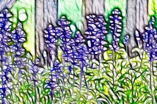 薰衣草花叢