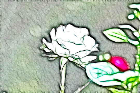 月季花