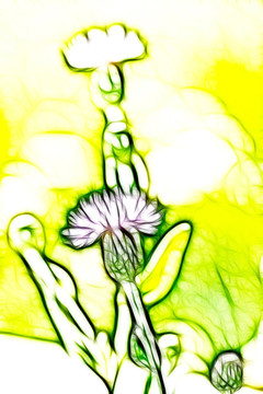 紫花藿香薊