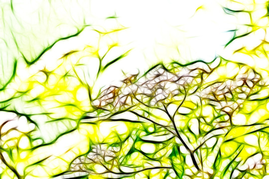 紫荊花開