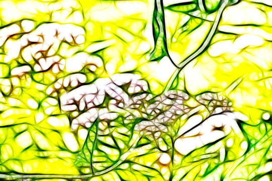 紫荊花開