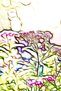 紫荊花開
