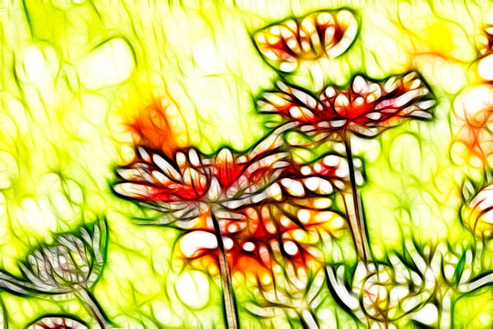 鄒菊花叢