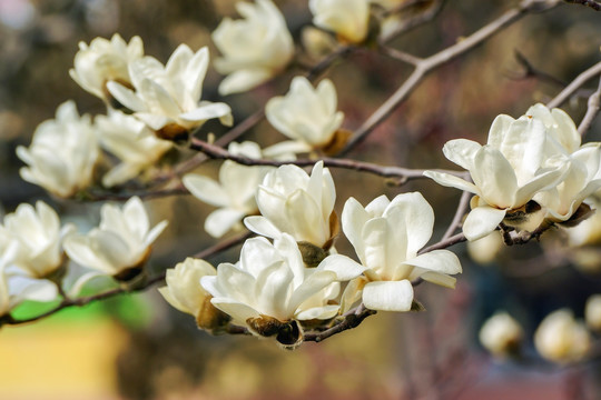 白玉兰花枝