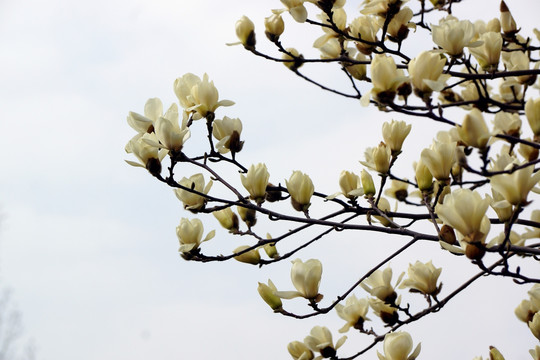 白玉兰花枝