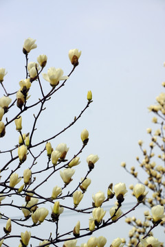 白玉兰花枝