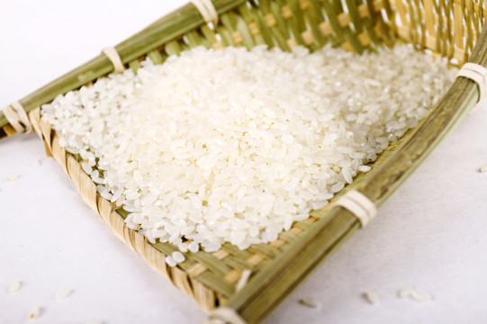 水稻 长粒米 