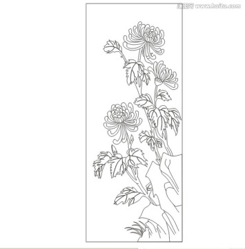 菊花