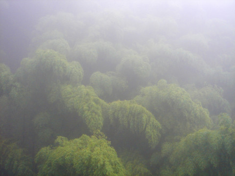 蜀南竹海 雾竹