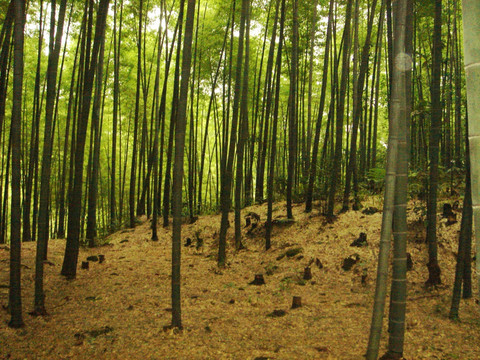 蜀南竹海 竹林