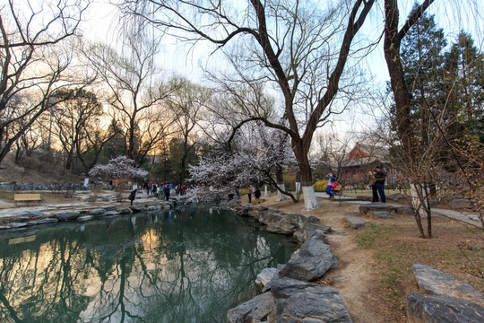 北大校园风光未名湖春天桃花柳树