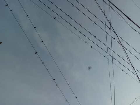鸟之音符 电线上的燕子