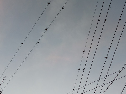 鸟之音符 电线上的燕子
