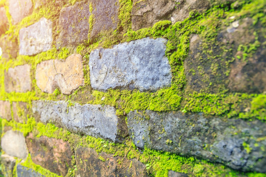 长满苔藓的老砖墙
