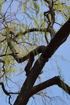 春天的柳树枝