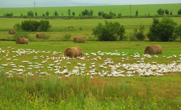 草原上的鹅群