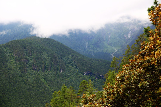 山峰 森林