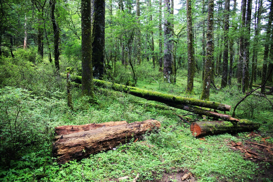 原始森林 砍伐的树木