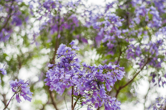 蓝花楹