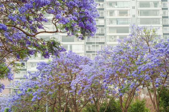 蓝花楹