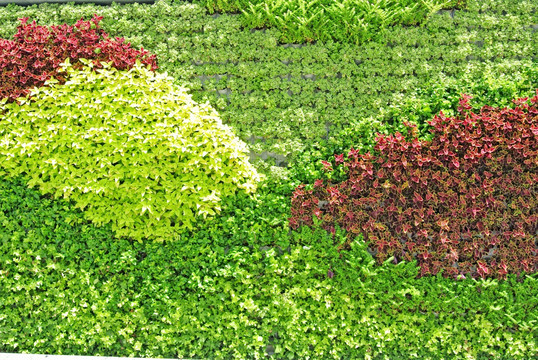 植物墙 植被墙 绿化