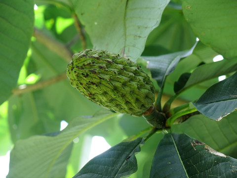 国家2级保护植物厚朴