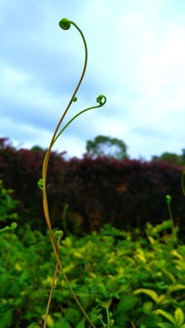 菟丝子