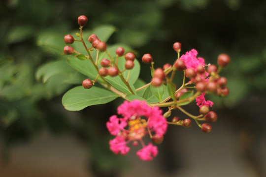 紫薇花枝