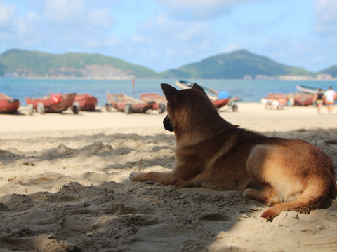 下川岛沙滩上乘凉的狗