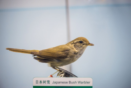 日本树莺