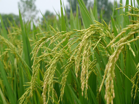 稻田稻谷