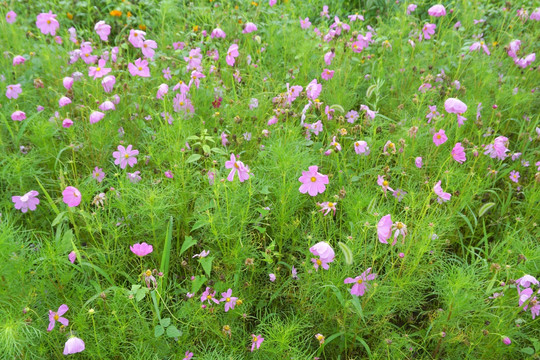 原野上盛开的格桑花