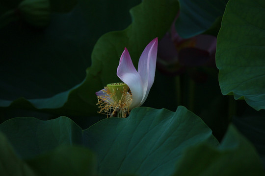 莲花瓣 残荷