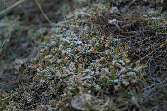 石头 高原 青苔 苔藓