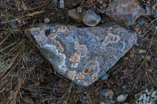 石头 高原 青苔 苔藓