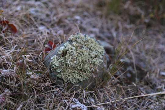 石头 高原 青苔 苔藓