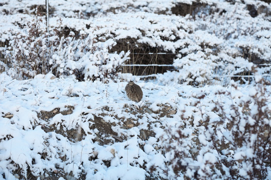 中国甘肃祁连雪山自驾游