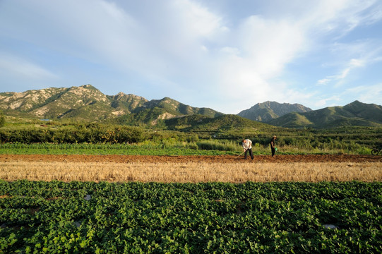 农田素材