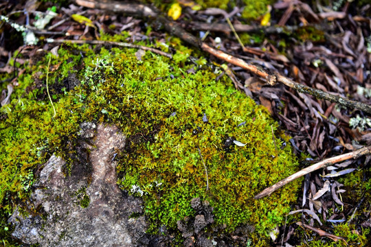 苔藓